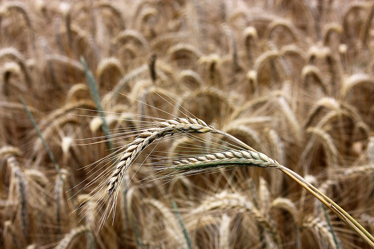 Экономист Беляев назвал пшеницу биржевым товаром