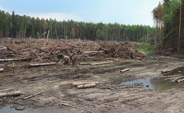 До семи лет лишения свободы грозит старшему инженеру за незаконную вырубку лесов